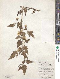 Rubus palmatus image