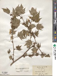 Rubus palmatus image