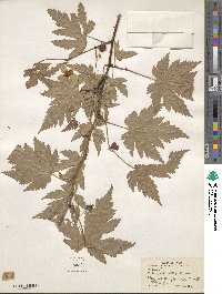 Rubus palmatus image