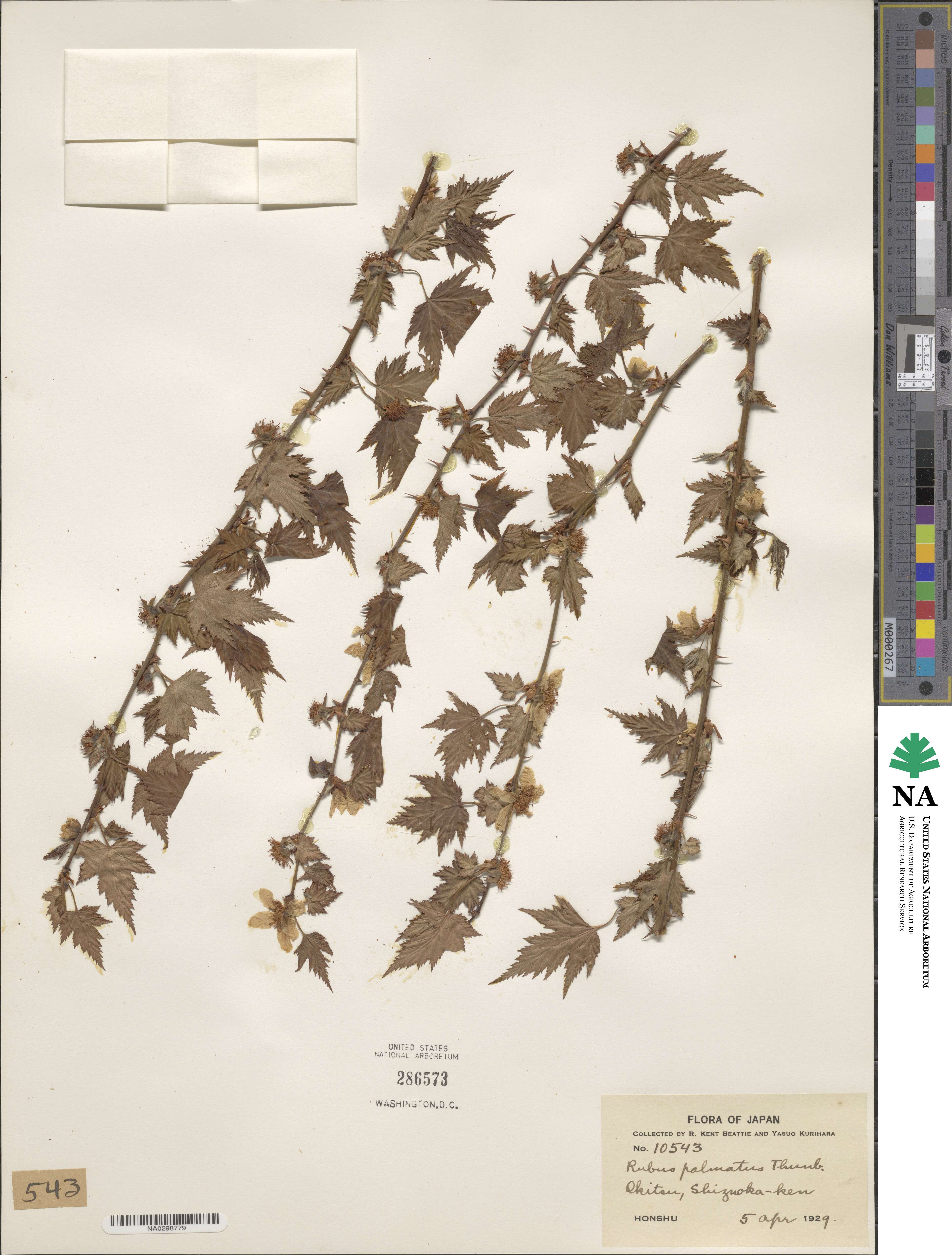 Rubus palmatus image
