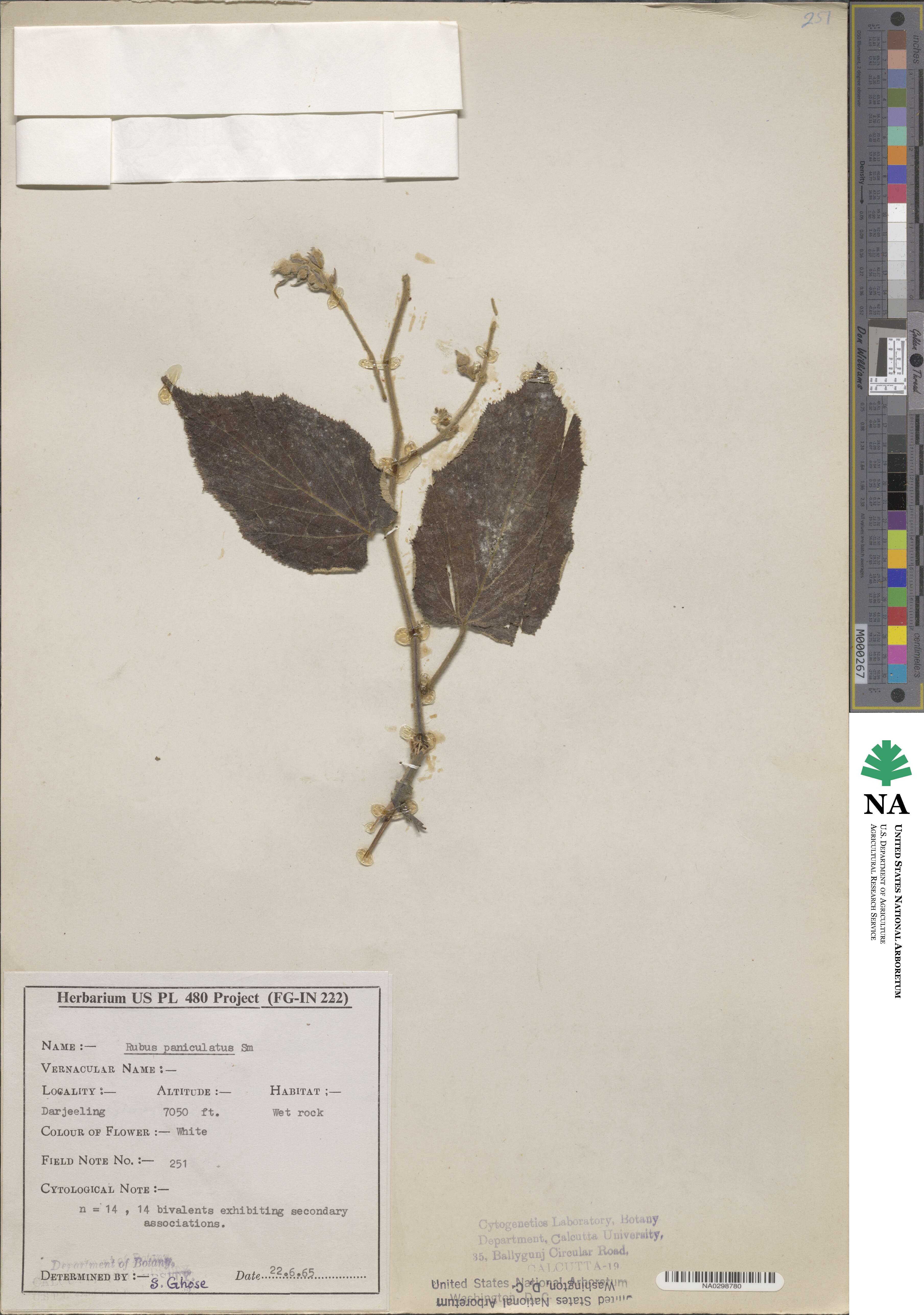 Rubus paniculatus image