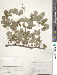 Rubus parvifolius image