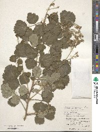 Rubus parvifolius image