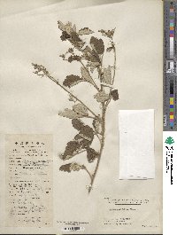 Rubus parvifolius image