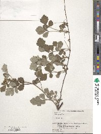 Rubus parvifolius image