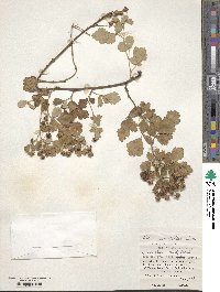 Rubus parvifolius image