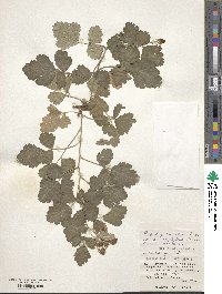 Rubus parvifolius image