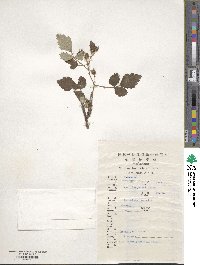 Rubus parvifolius image