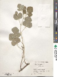 Rubus parvifolius image