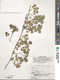 Rubus parvifolius image