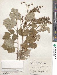 Rubus parvifolius image