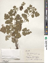 Rubus parvifolius image