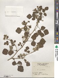 Rubus parvifolius image