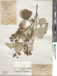 Rubus parvifolius image