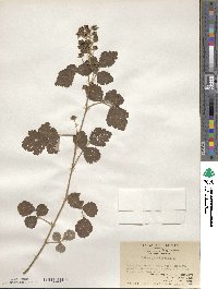 Rubus parvifolius image