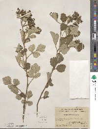 Rubus parvifolius image