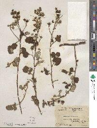 Rubus parvifolius image