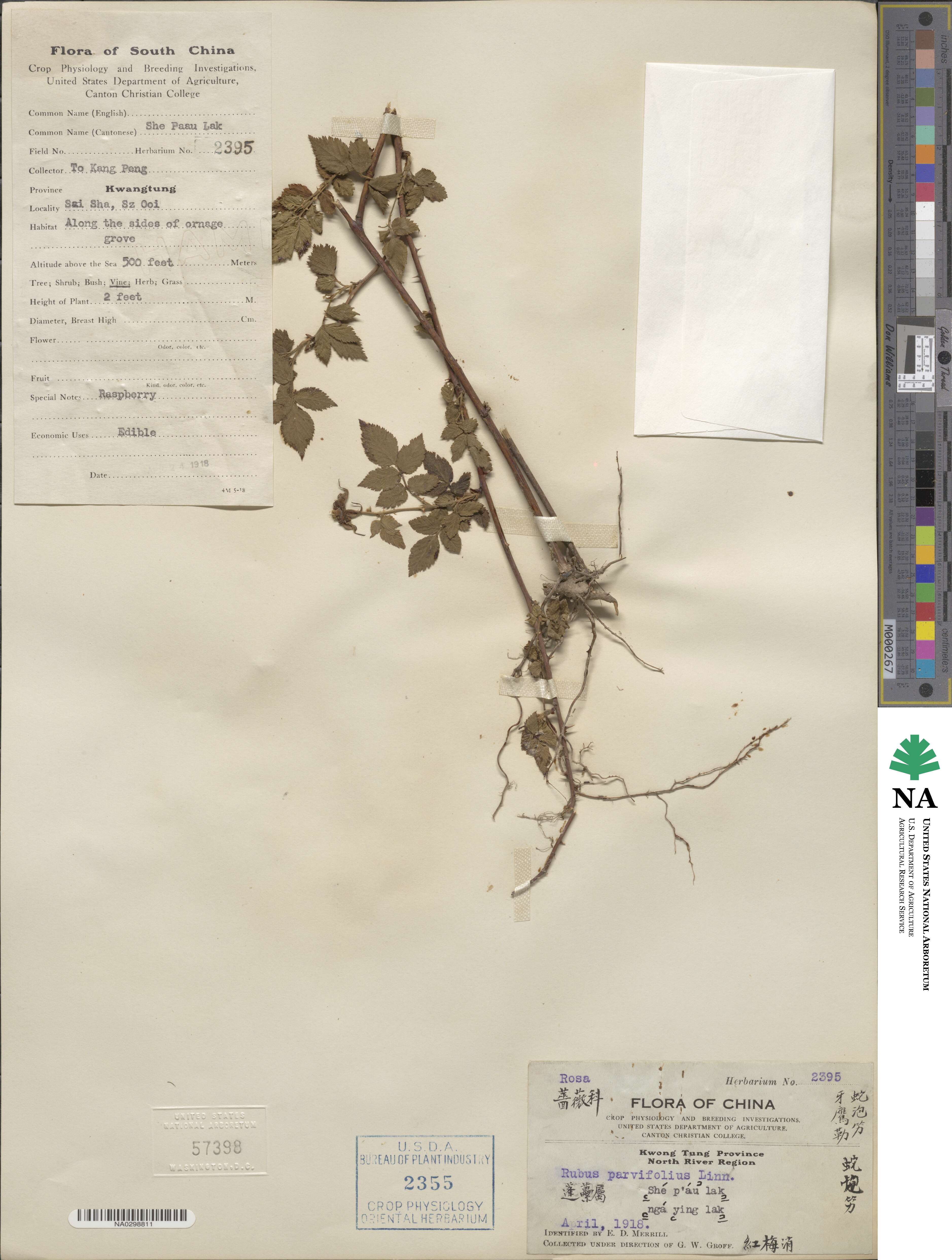 Rubus parvifolius image