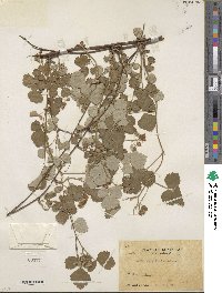 Rubus parvifolius image