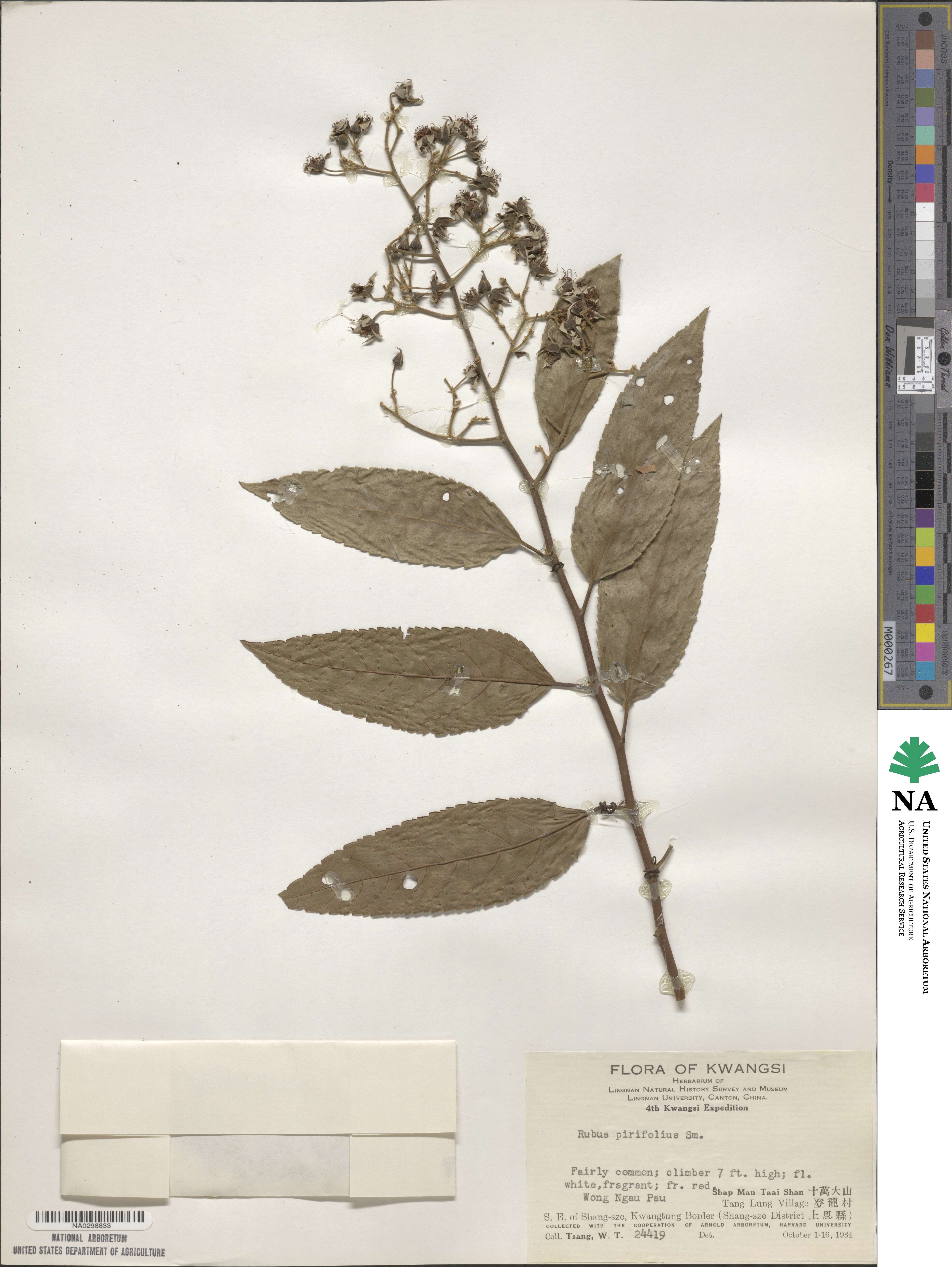 Rubus pirifolius image