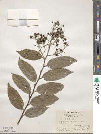 Rubus pirifolius image