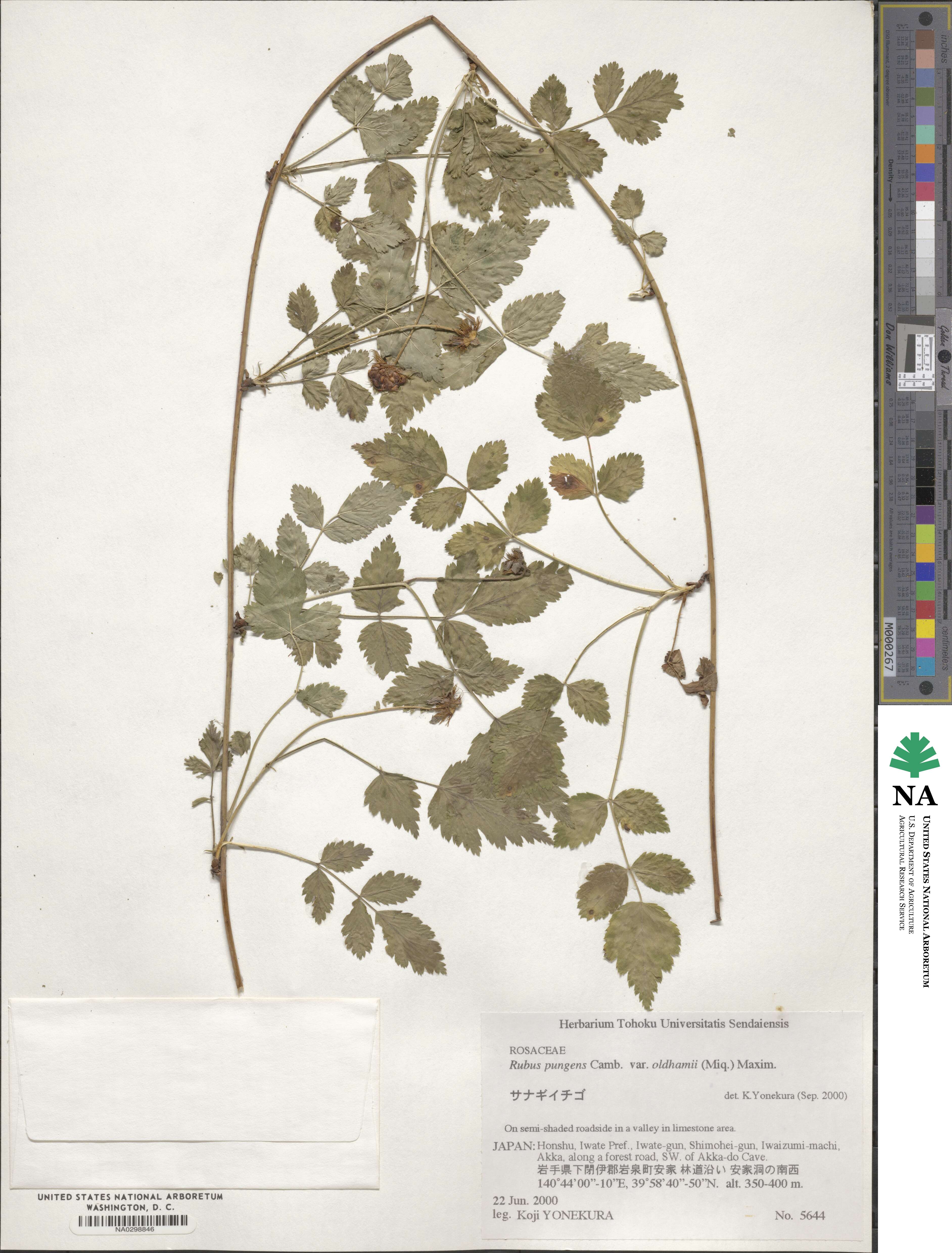 Rubus pungens var. oldhamii image