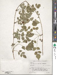 Rubus pungens image