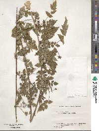 Rubus pungens image