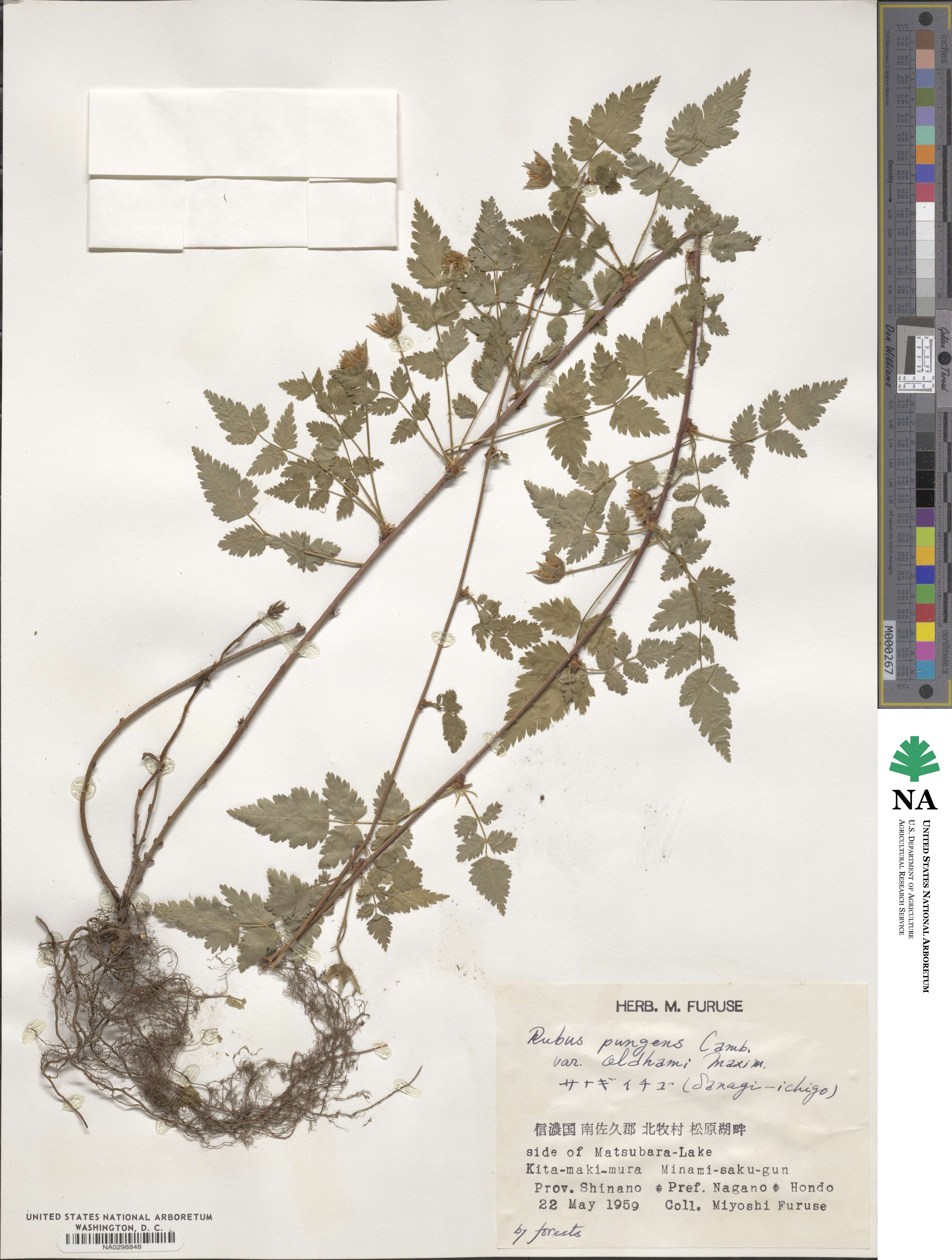 Rubus pungens var. oldhamii image