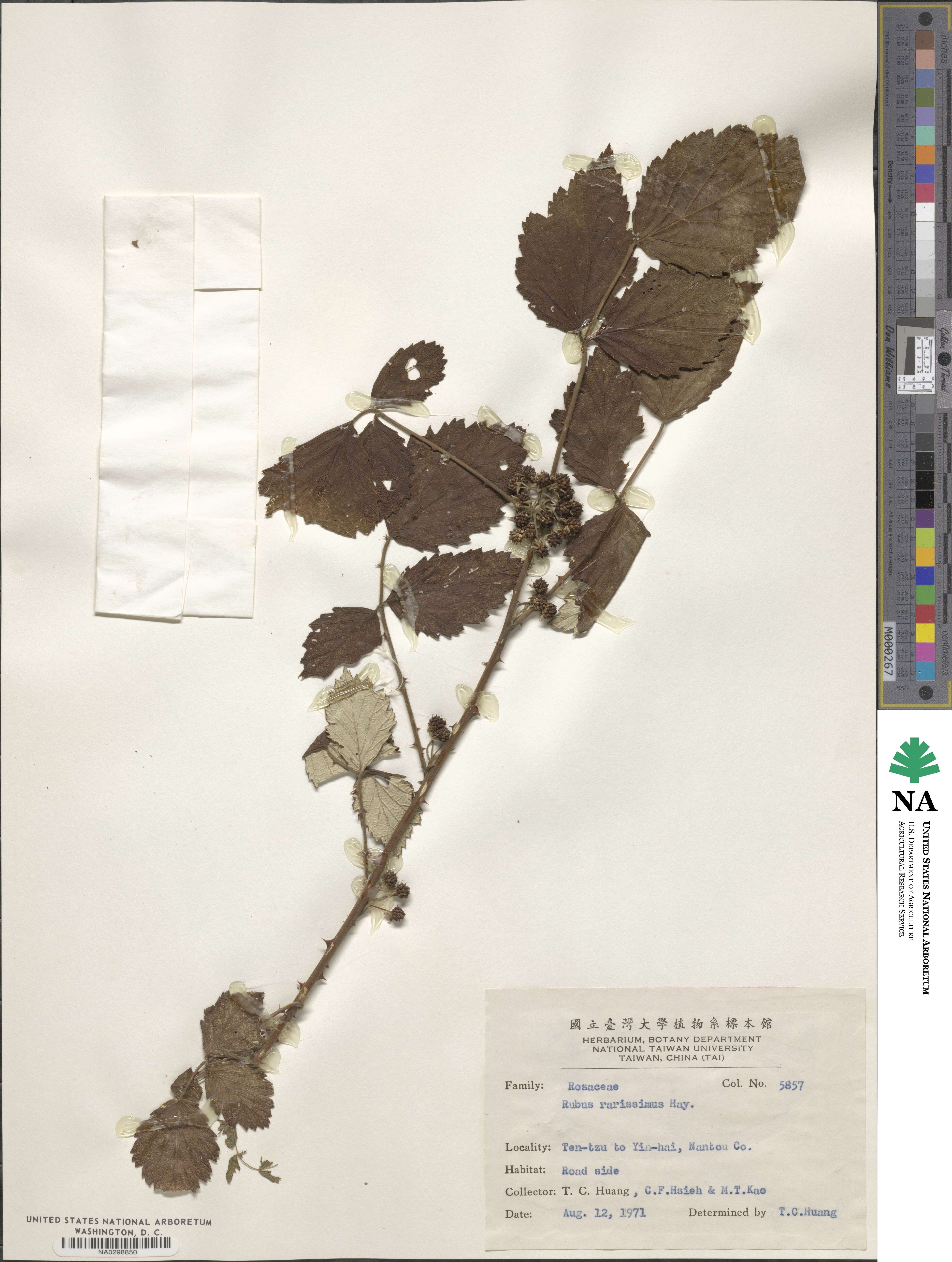 Rubus mesogaeus image