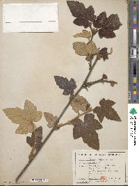 Rubus reflexus image