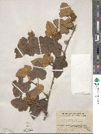 Rubus reflexus image