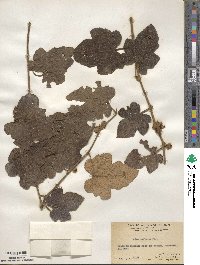 Rubus reflexus image