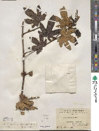 Rubus reflexus image