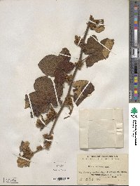 Rubus reflexus image