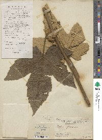 Rubus reflexus image