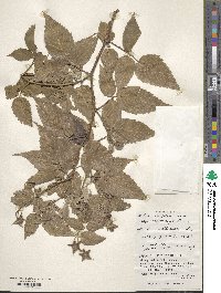 Rubus rosifolius image