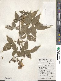 Rubus rosifolius image