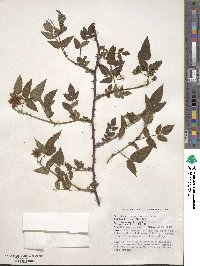 Rubus rosifolius image