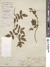 Rubus rosifolius image