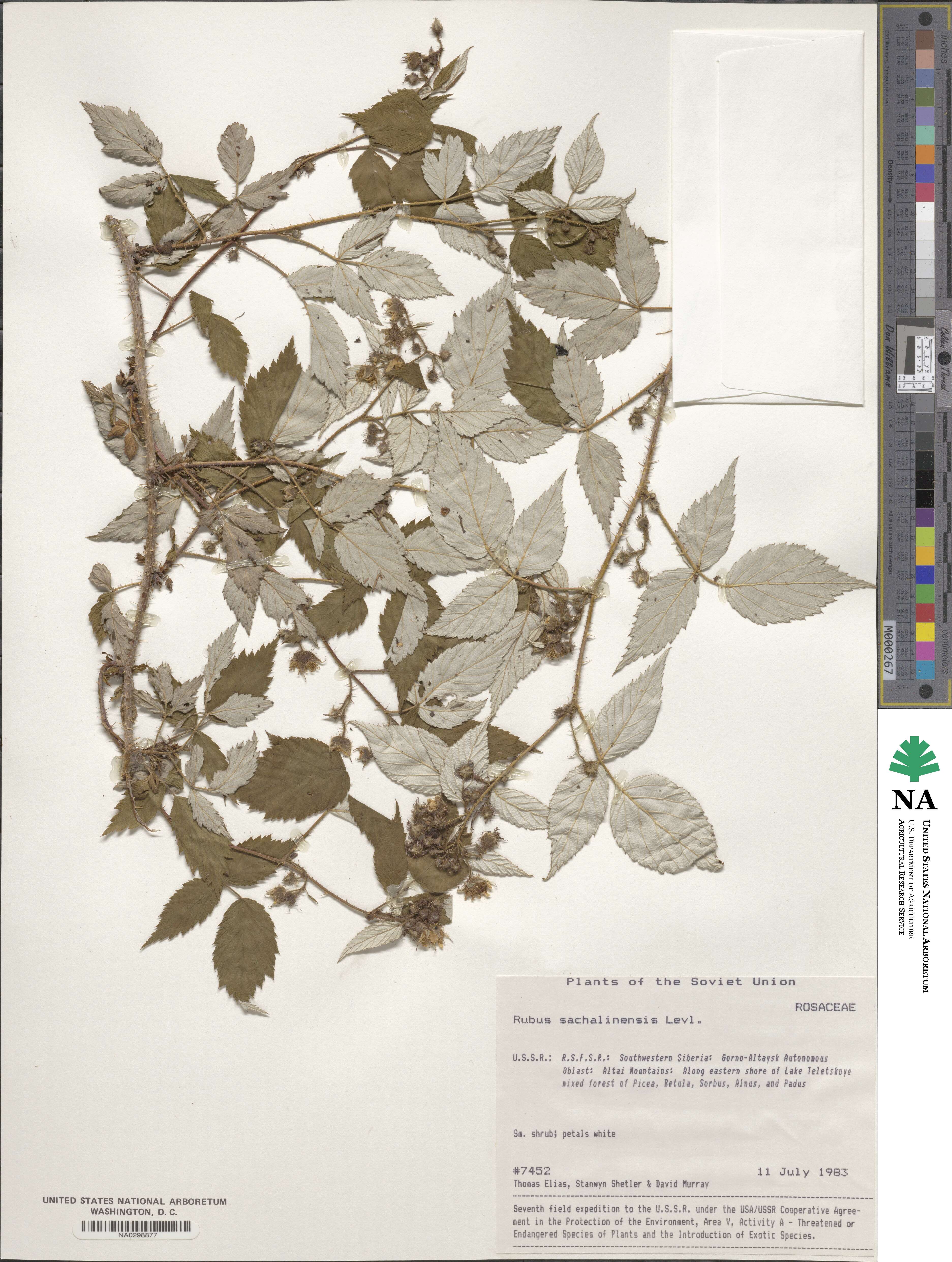 Rubus sachalinensis image