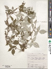 Rubus sachalinensis image