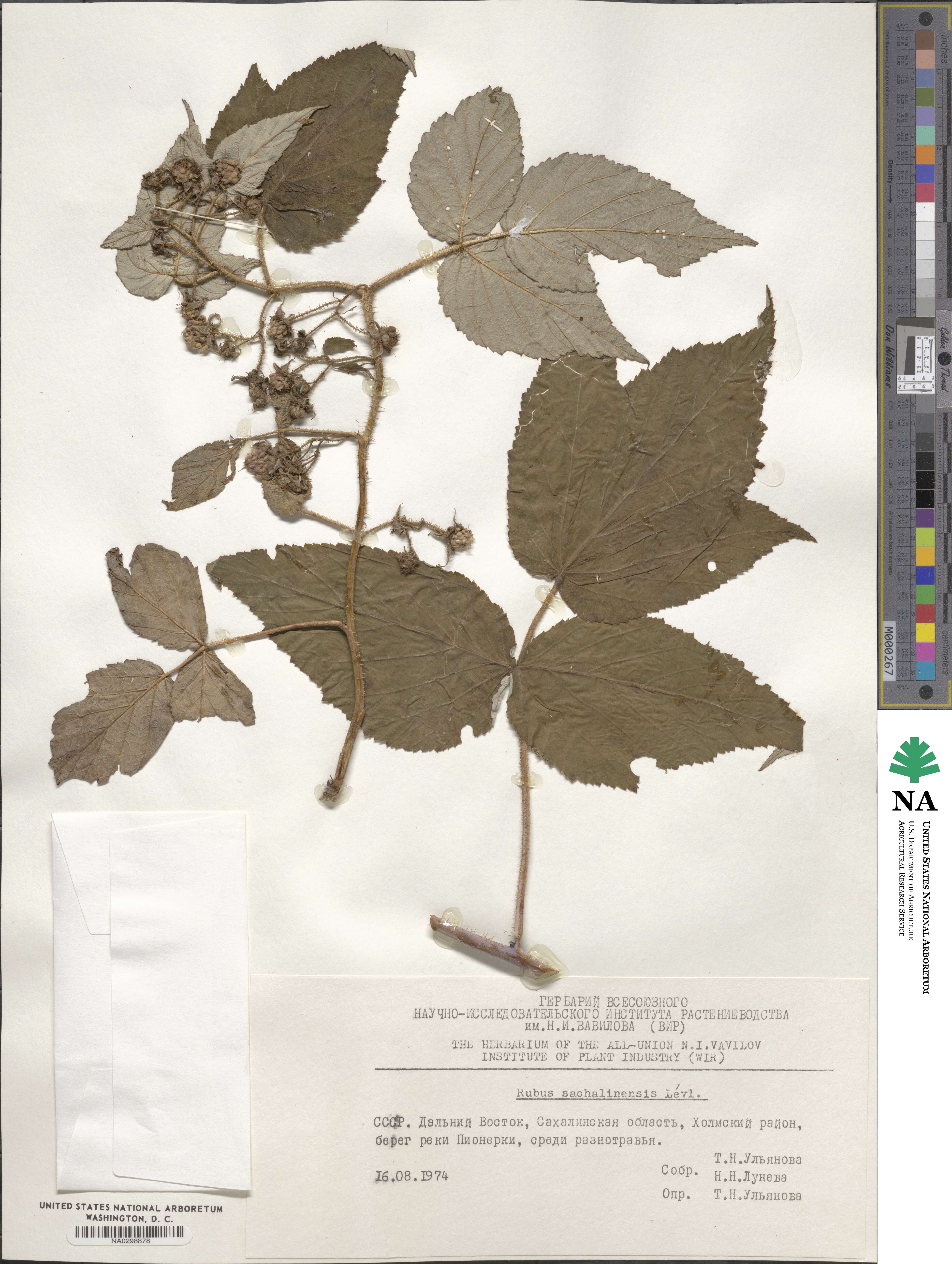 Rubus sachalinensis image