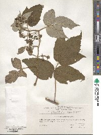 Rubus sachalinensis image