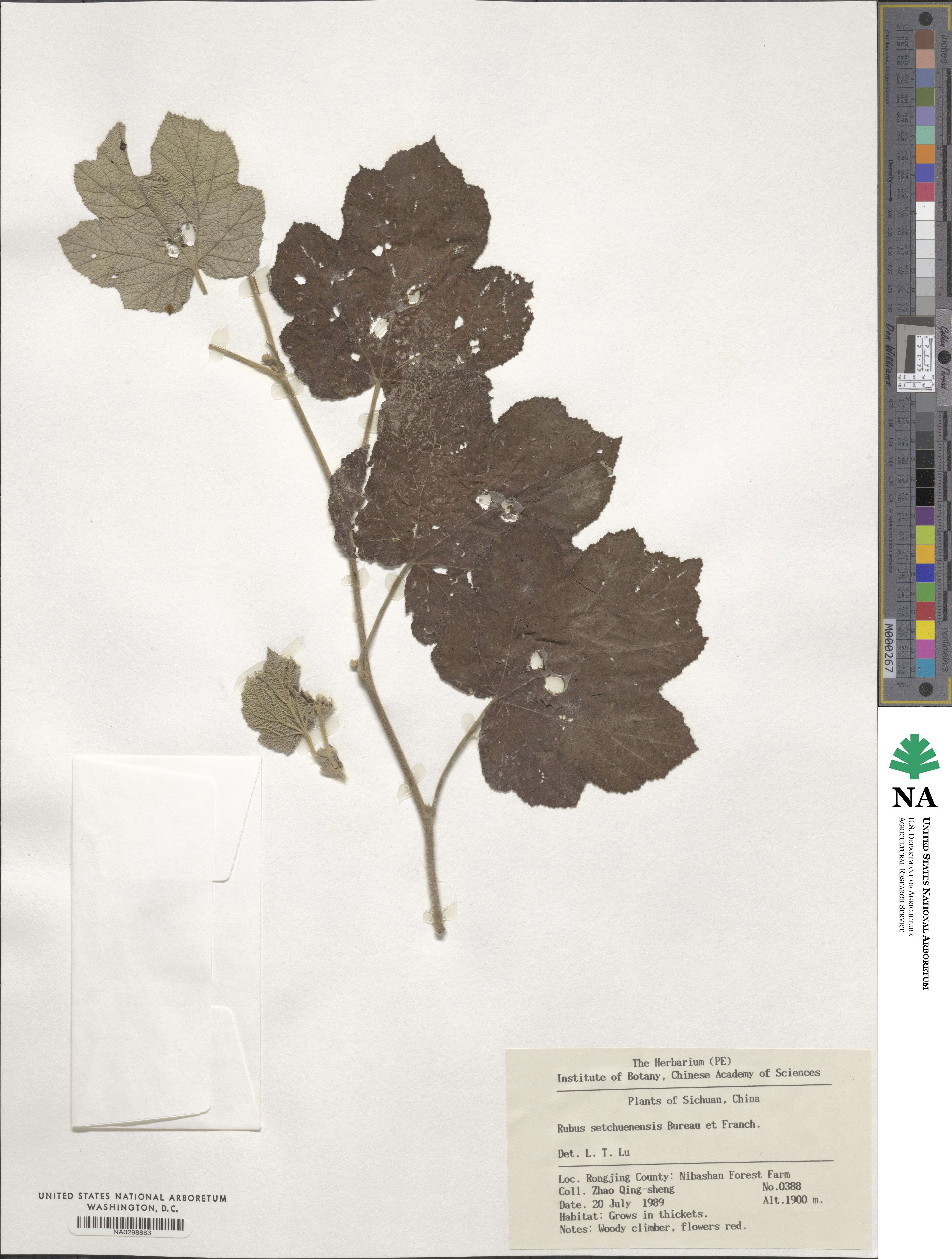 Rubus setchuenensis image