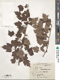 Rubus corchorifolius image