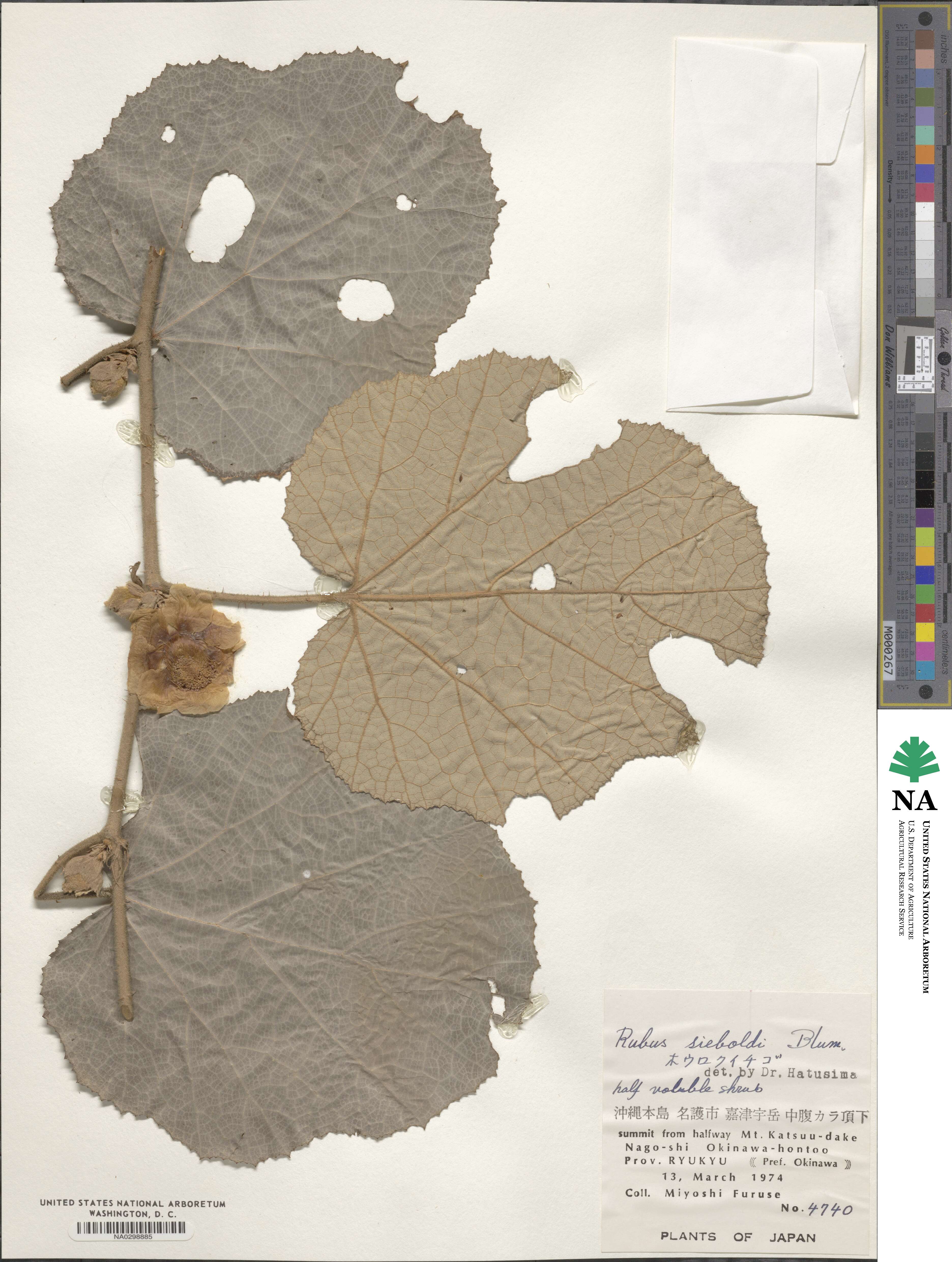 Rubus sieboldii image
