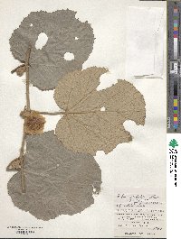 Rubus sieboldii image