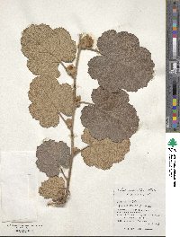 Rubus sieboldii image