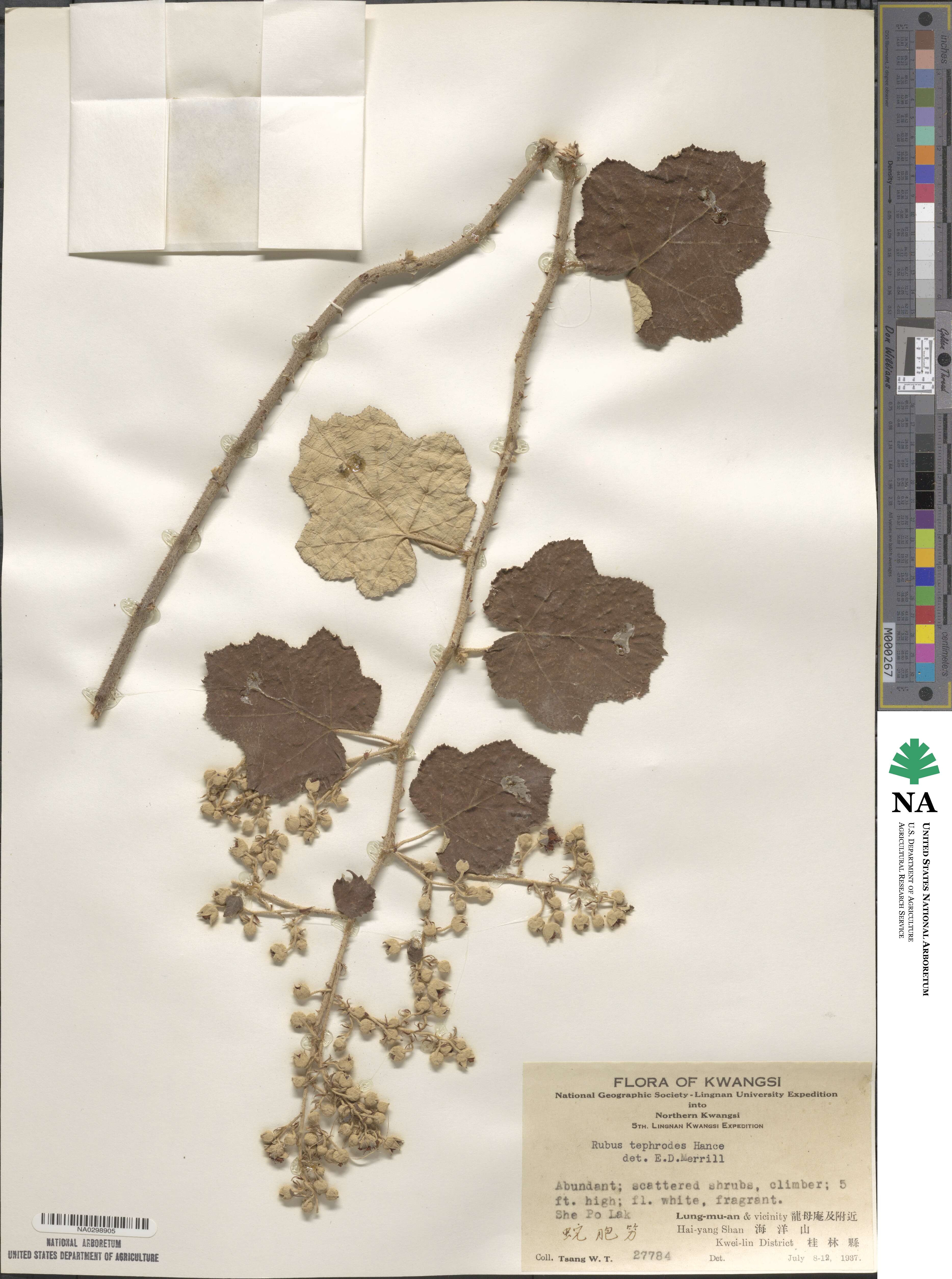 Rubus tephrodes image